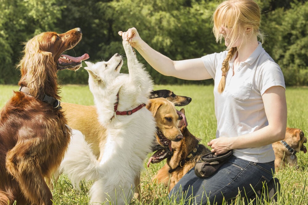 14. Animal trainers